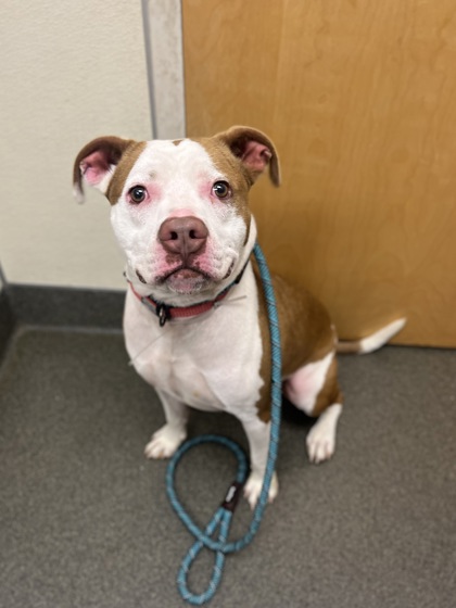ZEUS - Pit Bull Terrier / Mix available for adoption