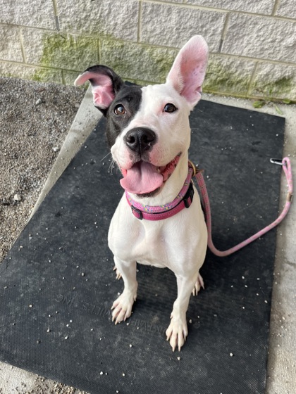 MAYA - Pit Bull Terrier / Mix available for adoption