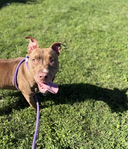 CLEO - Pit Bull Terrier / Mix available for adoption