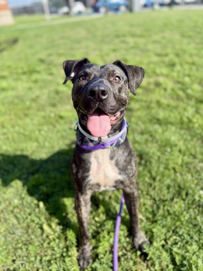 BANE - Pit Bull Terrier / Chinese Shar-Pei available for adoption
