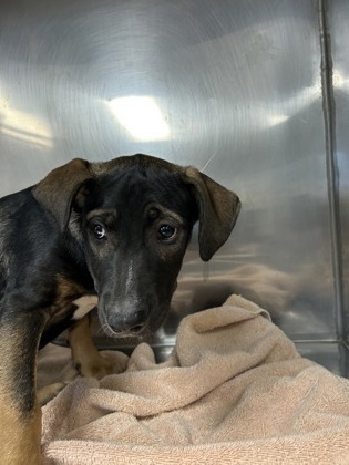 BEAN - Mixed Breed, Large (over 44 lbs fully grown) / Mix available for adoption