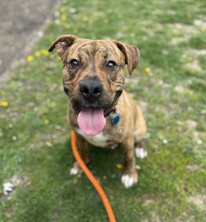MAUI - Pit Bull Terrier / Mix available for adoption
