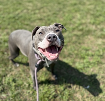 PIPER - American Pit Bull Terrier / Mix available for adoption