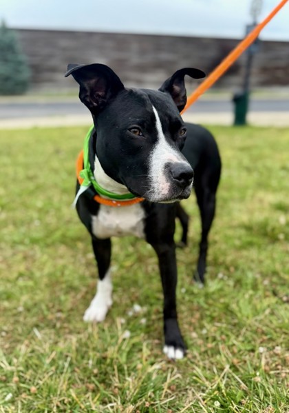 JACKSON - American Pit Bull Terrier / Mix for adoption in Columbus