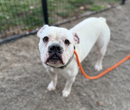 KYRO - Olde English Bulldogge / Mix available for adoption