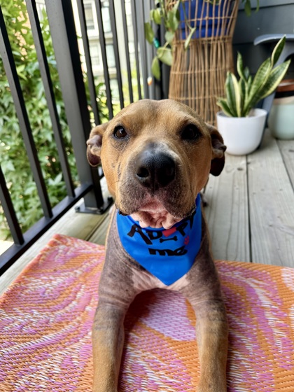 DAMON - Pit Bull Terrier / Mix available for adoption