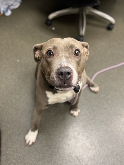 FATIMA - American Pit Bull Terrier / Mix available for adoption