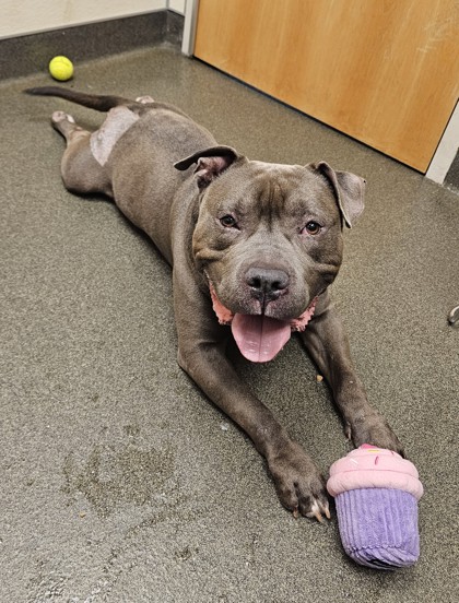 SNOOP DOG - American Pit Bull Terrier / Mix available for adoption