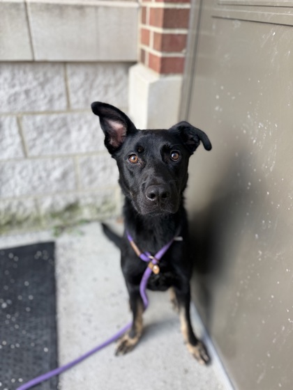 BATMAN - German Shepherd / Mix available for adoption