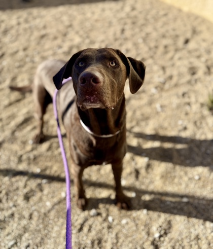 BUCKEYE - Labrador Retriever available for adoption