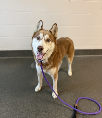 LOBO - Siberian Husky available for adoption