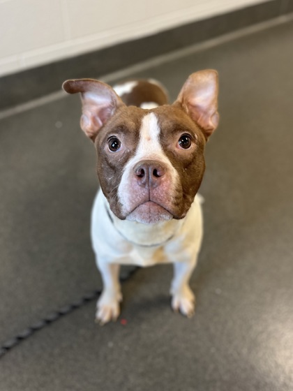 TRISHA - American Pit Bull Terrier / Mix available for adoption