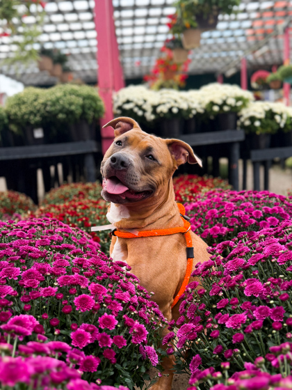 CARAMEL - American Pit Bull Terrier / Mix available for adoption