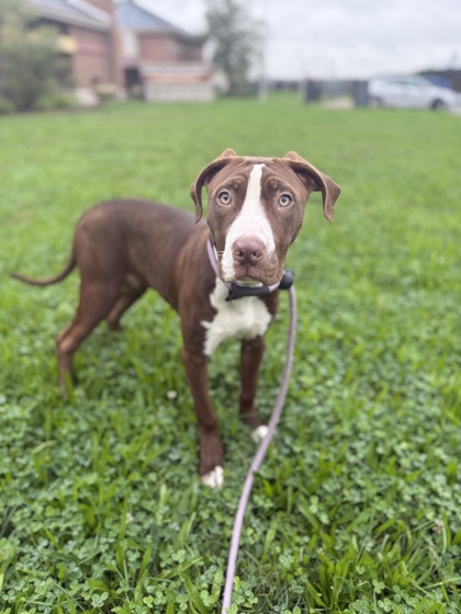 CHOCA - Pit Bull Terrier / Cane Corso available for adoption