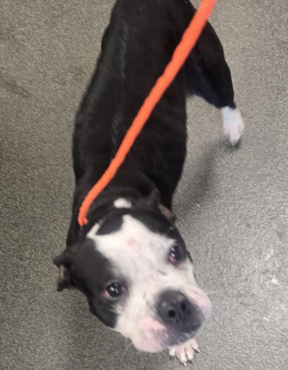 COSETTE - Pit Bull Terrier / Mix available for adoption