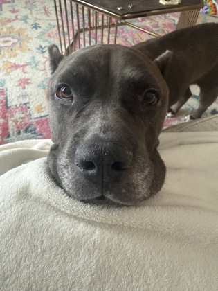 DIAMOND - American Pit Bull Terrier / Mix available for adoption