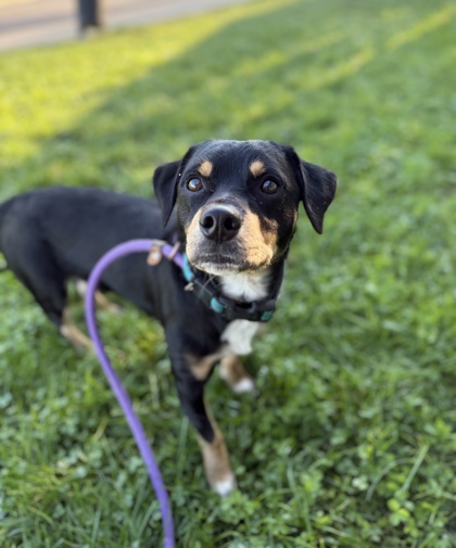ACORN - Mixed Breed, Medium (up to 44 lbs fully grown) / Mix available for adoption