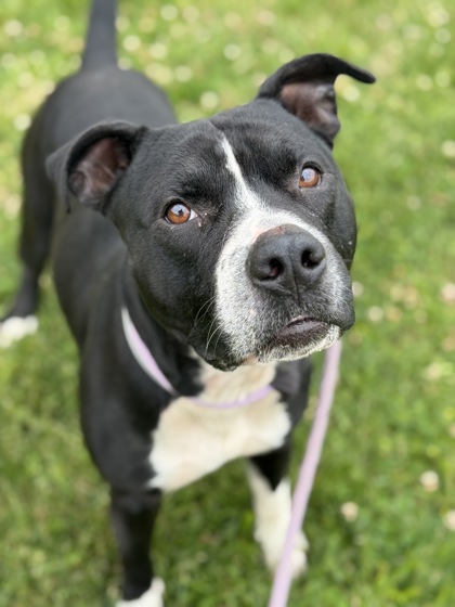 MIRAGE - American Pit Bull Terrier / Mix available for adoption