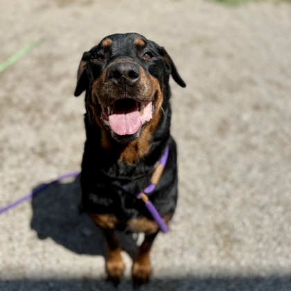 DUCHESS - Rottweiler available for adoption
