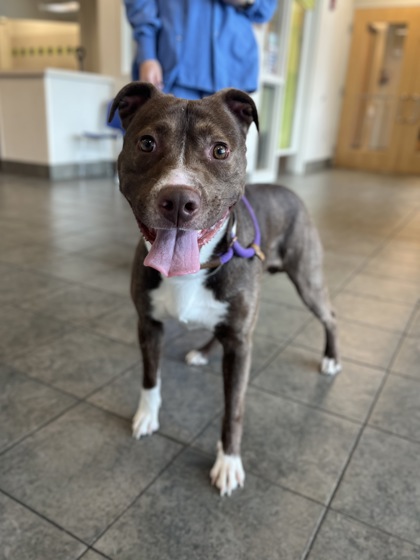 JED - Pit Bull Terrier / Mix available for adoption