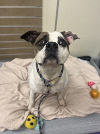 GATOR - American Bulldog / Mix available for adoption