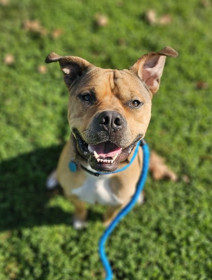 FRITO - American Pit Bull Terrier / Mix available for adoption