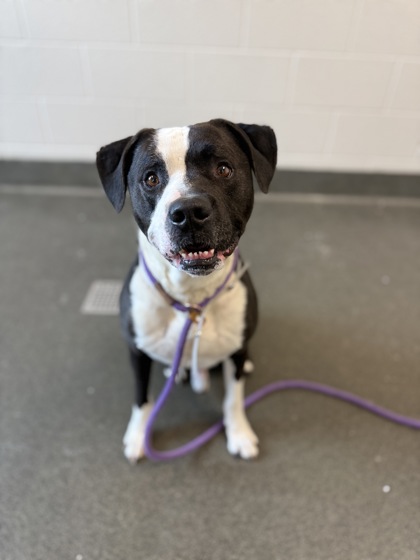 GOOFY - American Pit Bull Terrier / Mix available for adoption