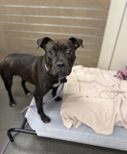 MAPLE - Pit Bull Terrier / Mix available for adoption