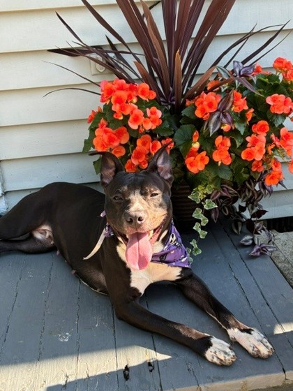 CALLIE - American Pit Bull Terrier / Mix available for adoption