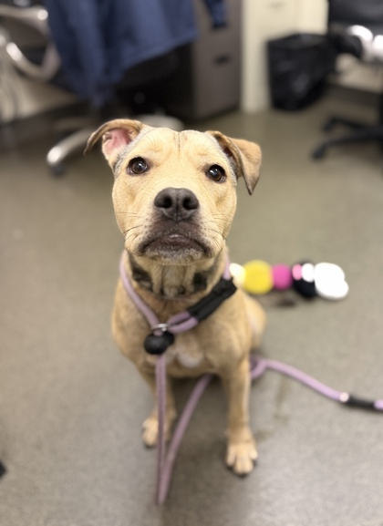 ROGER - Mixed Breed, Medium (up to 44 lbs fully grown) / Mix available for adoption