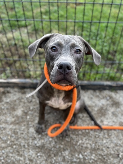 ALBIE - Pit Bull Terrier / Mix available for adoption