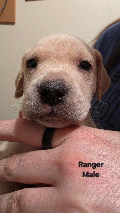 RANGER(PUP 6)