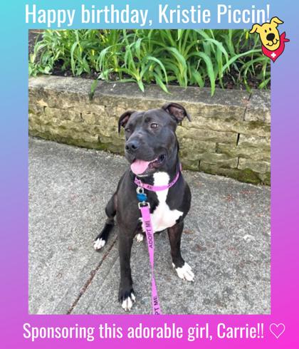 CARRIE - FOTS - Pit Bull Terrier / Mix available for adoption