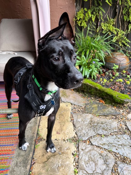 DALTON - Mixed Breed, Large (over 44 lbs fully grown) / Mix available for adoption