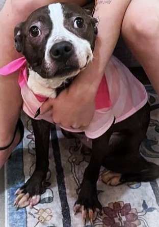 FRANNIE - American Pit Bull Terrier / Mix available for adoption