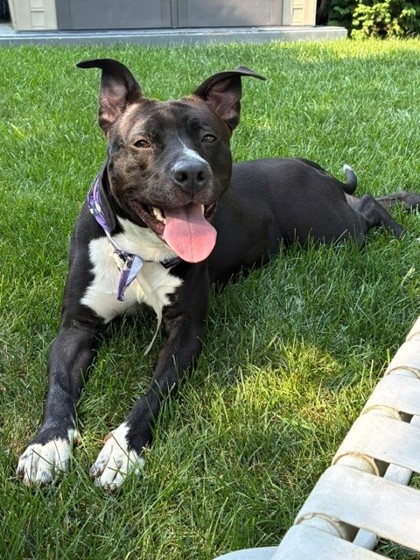 CALLIE - American Pit Bull Terrier / Mix available for adoption