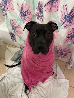 CARRIE - FOTS - Pit Bull Terrier / Mix available for adoption