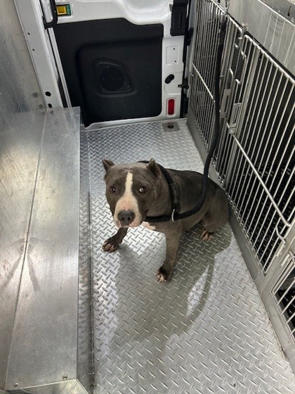 ASHLEY - Pit Bull Terrier / Mix available for adoption