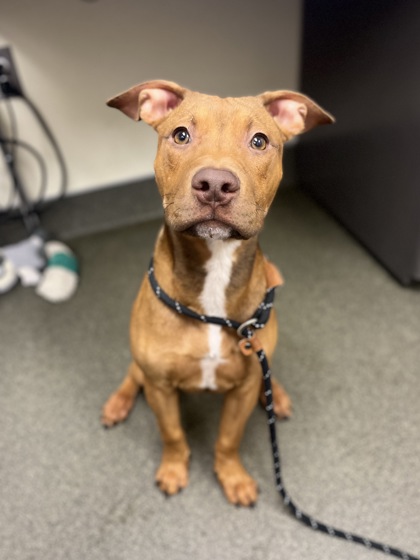 TEX - Pit Bull Terrier / Mix available for adoption