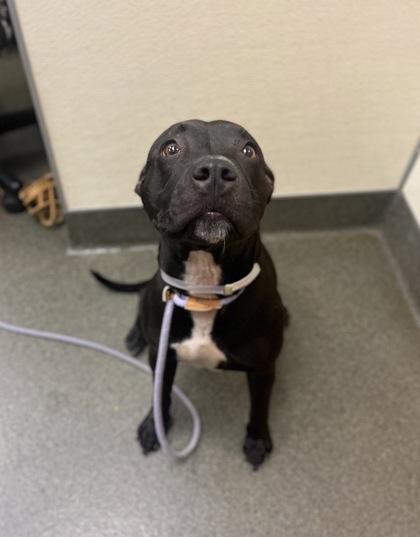 MAYA - Pit Bull Terrier / Mix available for adoption