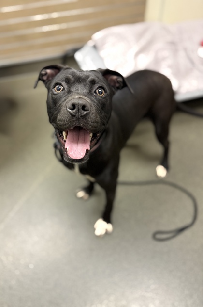 ECHO - Mixed Breed, Large (over 44 lbs fully grown) / Mix available for adoption