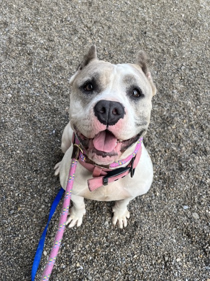 J.J. - Pit Bull Terrier / Mix available for adoption
