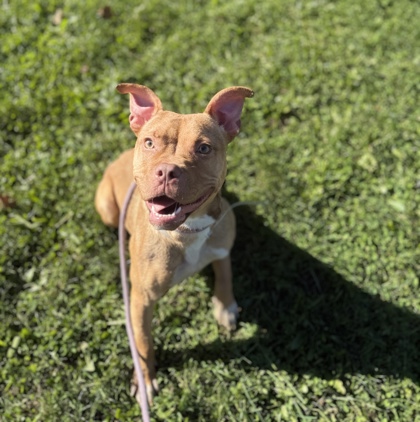 AUTUMN - American Pit Bull Terrier / Mix available for adoption
