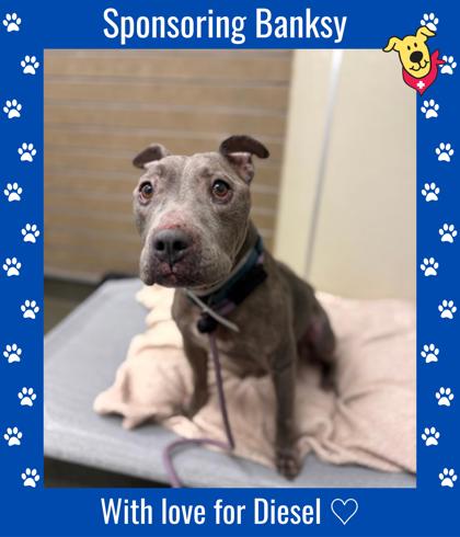 BANKSY - American Staffordshire Terrier / Mix available for adoption