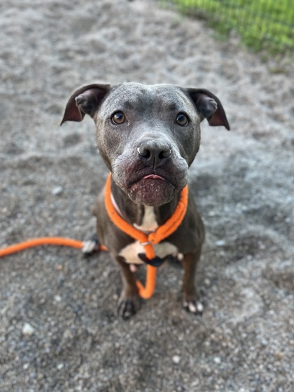 ELOISE - Pit Bull Terrier / Mix available for adoption