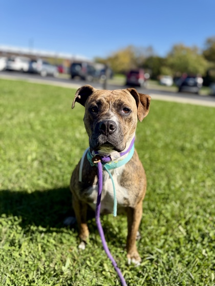 BELLA - Pit Bull Terrier / Mix available for adoption