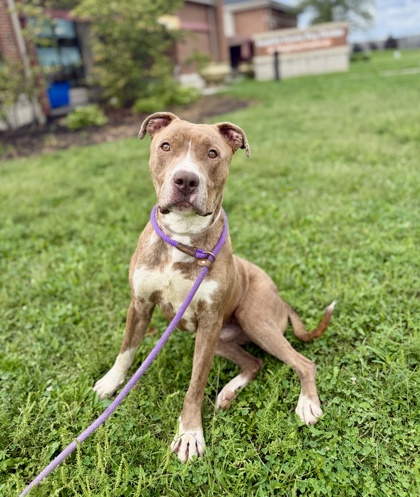 NORMAN - American Pit Bull Terrier / Mix for adoption in Columbus