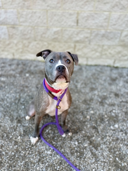 MAX - Pit Bull Terrier / Mix available for adoption