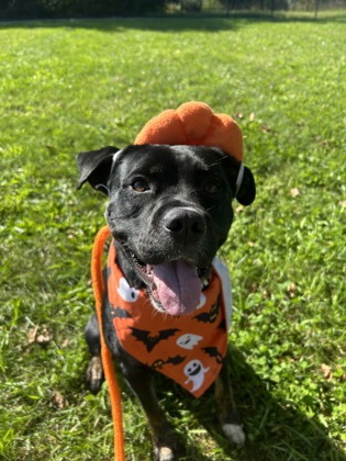 APOLLO - Boxer / Mix available for adoption
