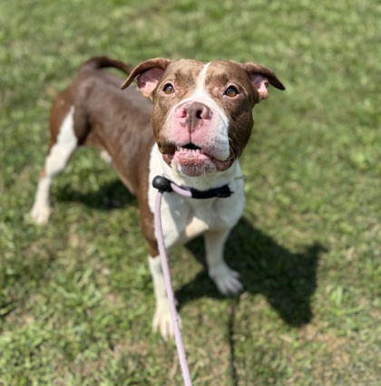 WHITNEY - American Pit Bull Terrier / Mix available for adoption
